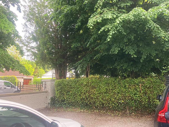 hedge-cutting-before
