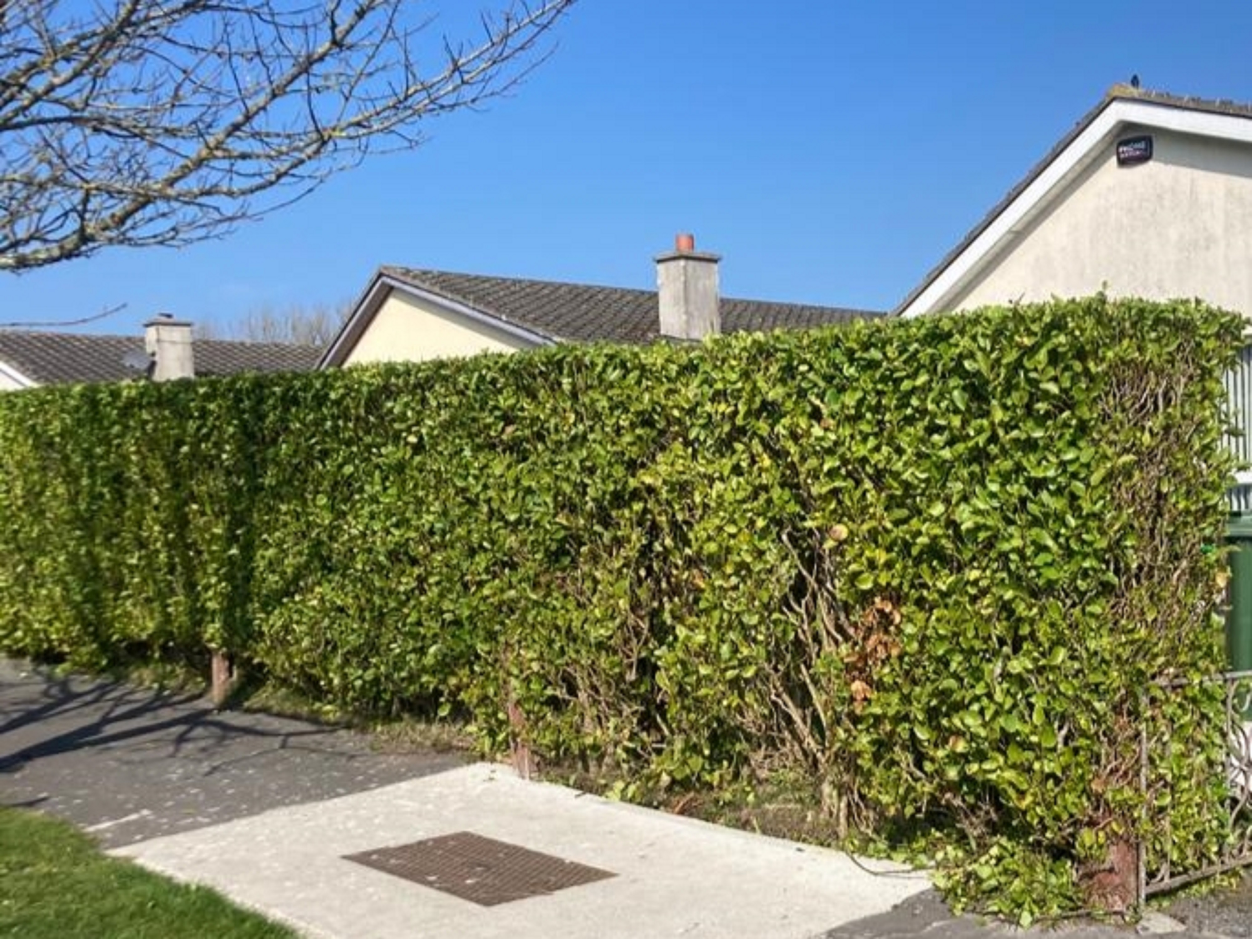 hedge cutting services