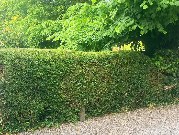 best-hedge-cutting-tramore-services