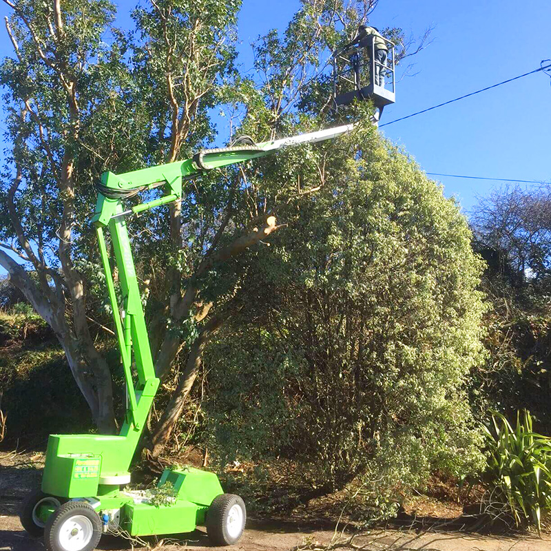 Tree Cutting Trimming Services